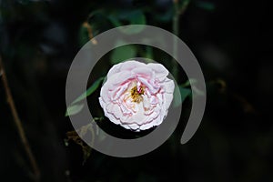 Pink rose background.