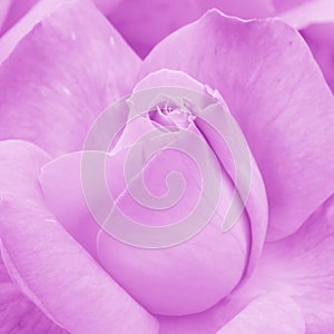 Pink Rose Background - Flower Stock Photos