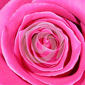 Pink Rose Background - Flower Stock Photos