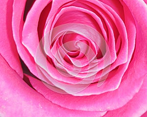 Pink Rose Background - Flower Stock Photos