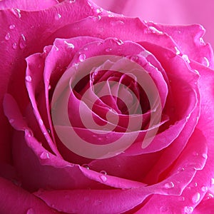 Pink Rose Background - Flower Stock Photos