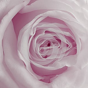 Pink Rose Background - Flower Stock Photos