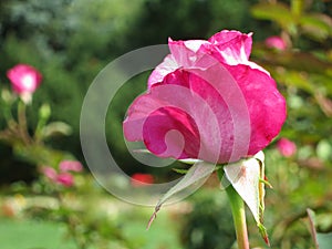 Pink Rose background - Stock Photos