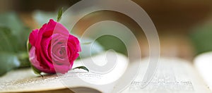 Pink rose banner