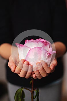 Pink rose, beautiful flower in the hands of a young girl on Valentine`s day, wedding