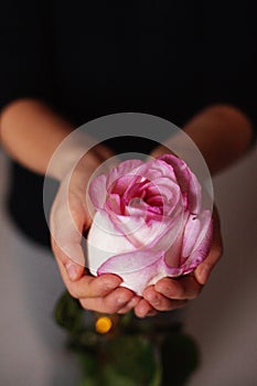 Pink rose, beautiful flower in the hands of a young girl on Valentine`s day, wedding