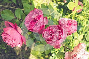 Pink Rose. Beautiful pink Rose blooming in summer garden/pink flower of a rose. Beautiful nature scene with blooming pink flower