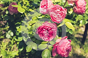 Pink Rose. Beautiful pink Rose blooming in summer garden/pink flower of a rose. Beautiful nature scene with blooming pink flower