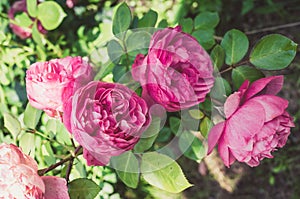 Pink Rose. Beautiful pink Rose blooming in summer garden/pink flower of a rose. Beautiful nature scene with blooming pink flower