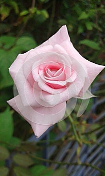 A pink rose. photo
