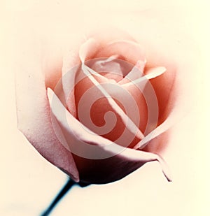 Pink rose on beige background