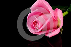 Pink rose on black