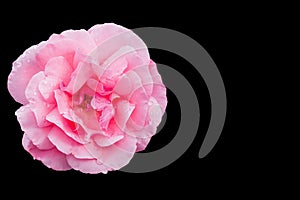 Pink rose on black background