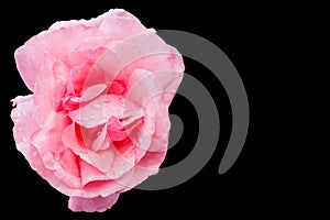 Pink rose on black background