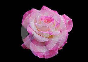 Pink rose on black background