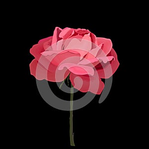 Pink rose on a black background. Vector stock illustration eps 10.