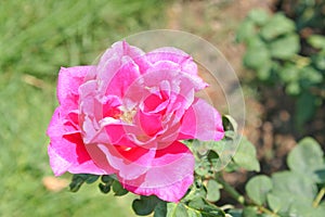 Pink rose bloming in garden