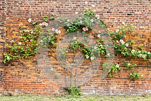 Pink rose in bloom trained as a natural screen for old brick wall.