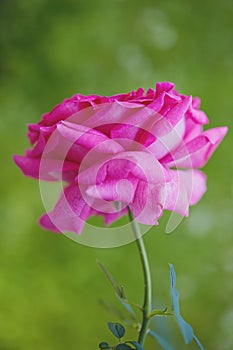 Pink Rose Blooming Against Green Background