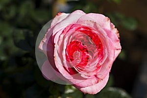 Flower pink rose bloom photo