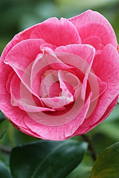 A pink rose blooming in a garden