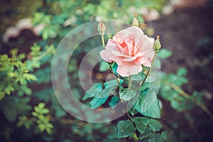 Pink Rose Blooming in Garden. Delicate roses on the green background