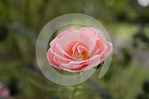 Pink rose blooming isolated on blurred green background in park