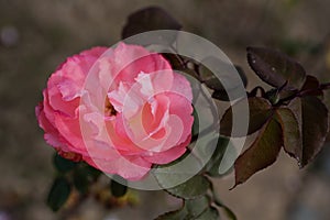 Pink rose blooming isolated on blurred grey background in park