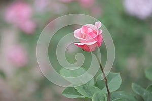 Pink Rose is Blooming in Summer