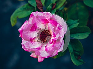 Pink Rose That Blooms