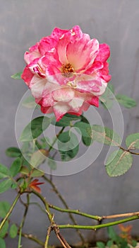 Pink rose blooms in the morning