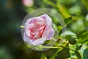 Pink rose blooms in rose garden