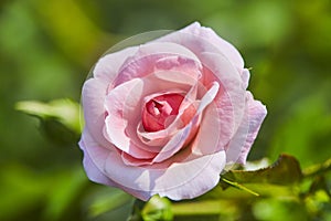 Pink rose blooms in rose garden