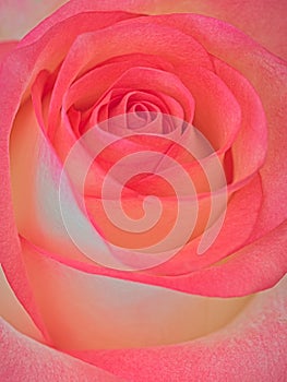 Pink rose blossom background, soft design image