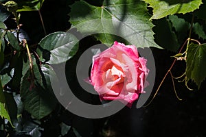 Pink rose blossom and grape leaves