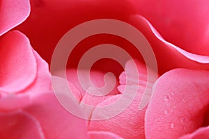 Pink rose blossom macro