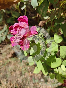 A pink rose blossomed in a garden in india