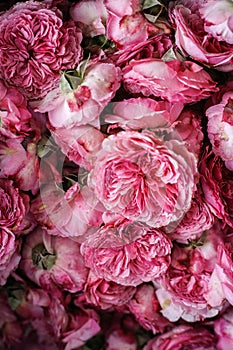 Pink rose blossoms