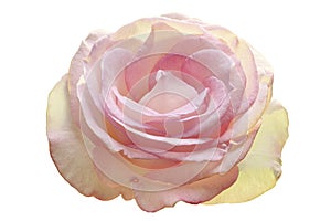 Pink rose blossoms, Garden rose isolated on white background, with clipping path