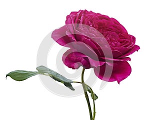 Pink rose blossoms, Garden rose isolated on white background, with clipping path