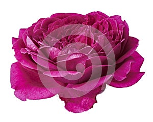 Pink rose blossoms, Garden rose isolated on white background, with clipping path