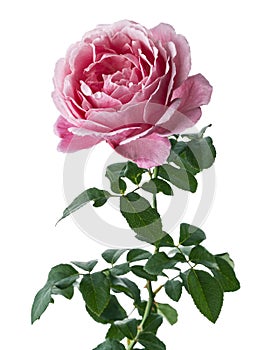 Pink rose blossoms with leaves, Garden rose isolated on white background, with clipping path