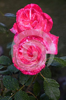 Pink Rose Blossoms with Water Drops on the Petals