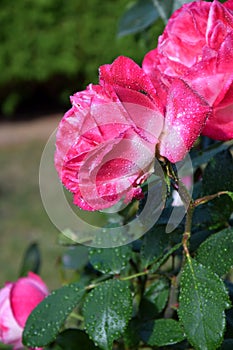Pink Rose Blossoms with Water Drops on the Petals