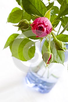 Pink Rose in blue glass vase