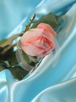 Pink rose on blue satin