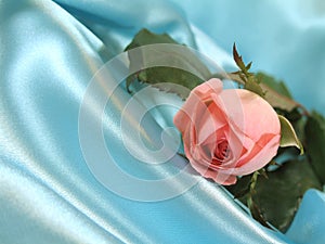 Pink rose on blue satin