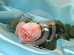 Pink rose on blue satin