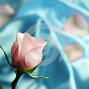 Pink Rose on Blue Satin