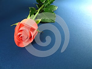 Pink rose on blue textured background